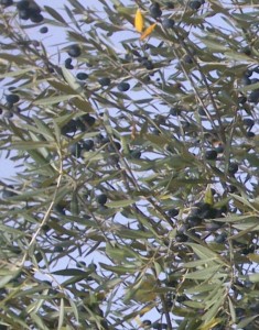 wild olives