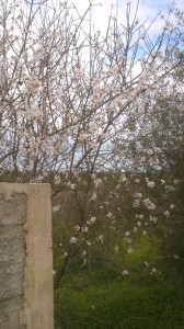 almond bloom