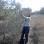picking olives, Luz de Tavira, Portugal