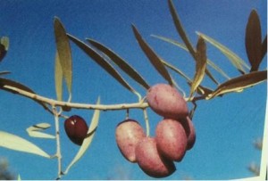 Cornicabra olives, Algarve Portugal
