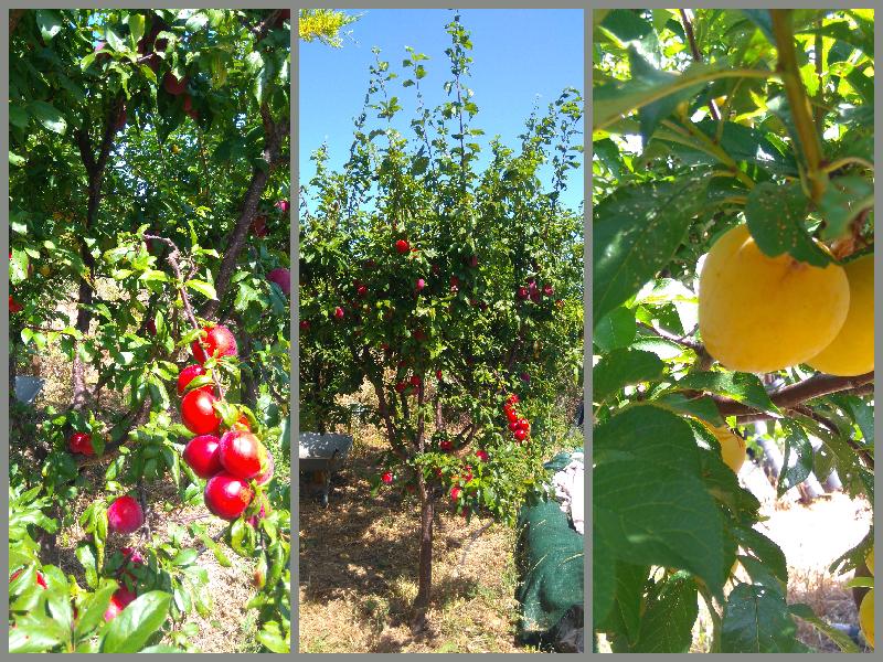 plums, red and yellow/ green plum varieties, Belmonte, Luz de Tavira, East Algarve, Portugal