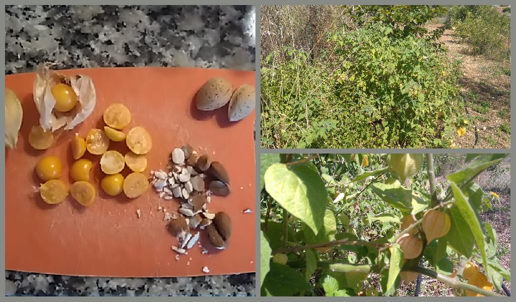 physallis peruviana, cape gooseberry, almonds in porridge, Belnonte, Luz de Tavira, Algarve, Portugal
