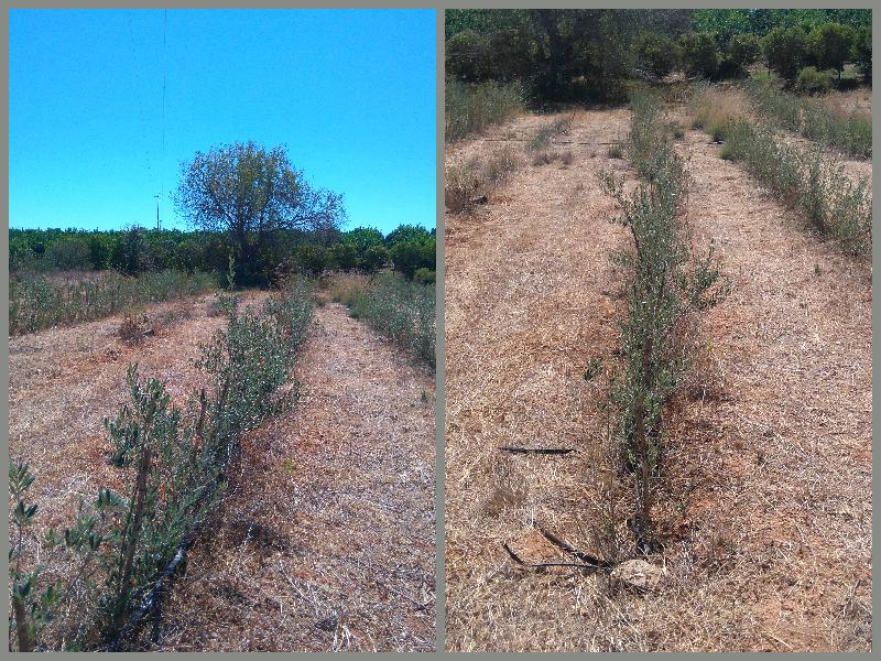 oliveiras para vender, olive trees for sale, Belmonte, Luz de Tavira