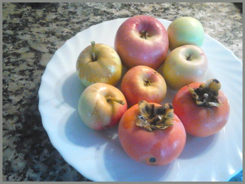 apples, kaki, persimmon, guavas, Belnonte, Luz de Tavira, Algarve