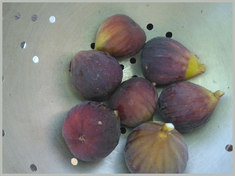 figs, Tavira, algarve, Portugak, Lampa Preta varidade