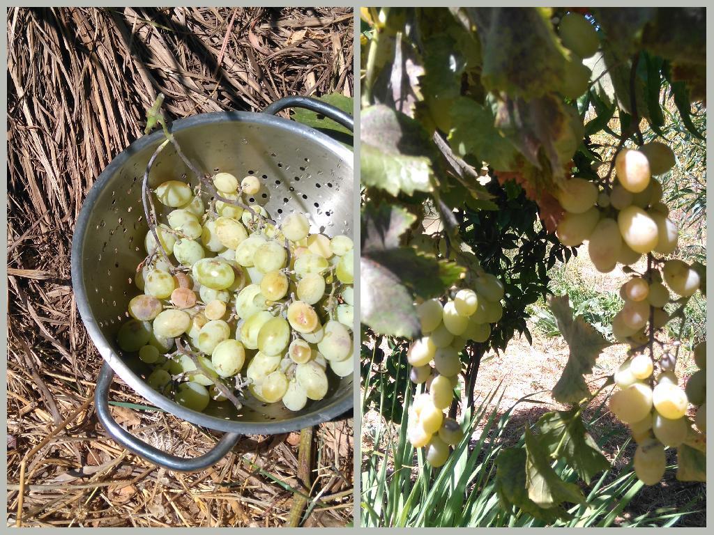 Uvas, Grapes, Dona Maria Branca, Belmonte, Luz de Tavira, Ria Formosa, Algarve.