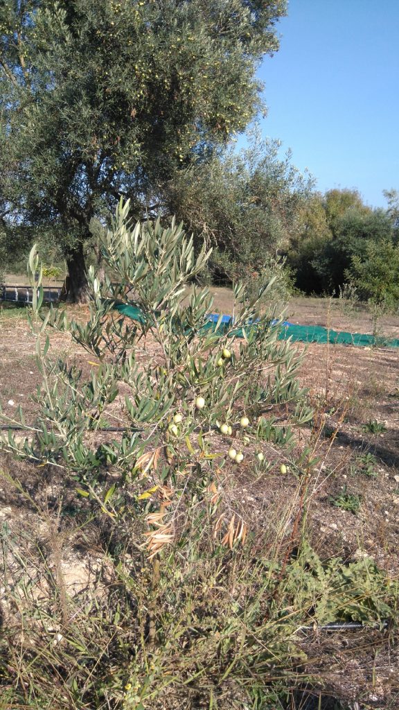 green olive tree, azeitonas verde, Belmonte, Luz de Tavira, Portugal