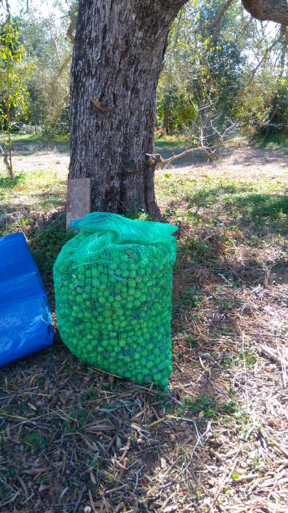 green olives in a sack, azeitonas, Belmonte, Luz de Tavira