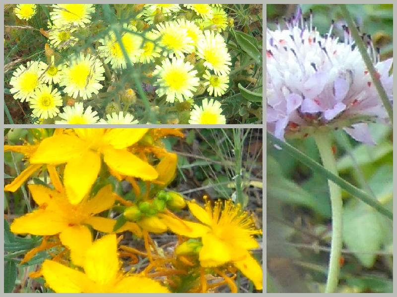 wild flowers, Algarve
