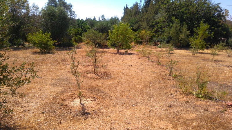 Olives growing in the field, Belmonte, Luz de Tavira, Algarve