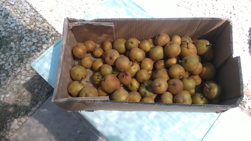 Nashi pera, Nashi pear, Belmonte, Luz de Tavira, Algarve, Portugal