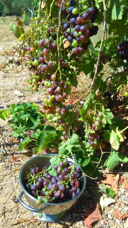 grapes 'Italia', uvas Italia, Belmonte, Luz de Tavira, Algarve, Portugal
