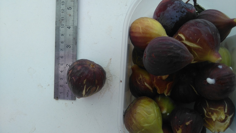 figos lampa preta, figs