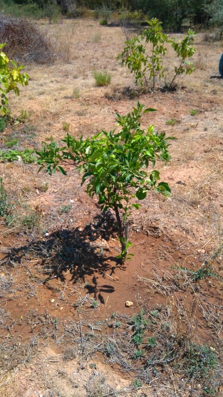 orange tree 'Valencia', larangeira 'Valemcia', Belmonte, Luz de Tavira, Algarve, Portugal
