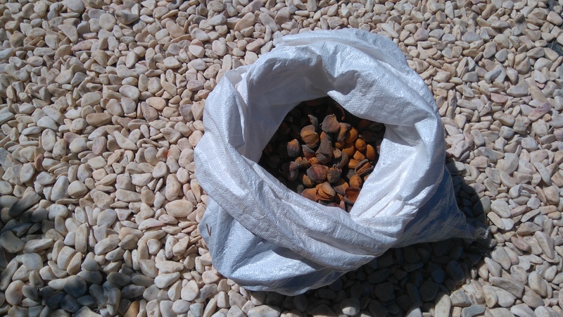 almonds, amendoas, Belmonte, Luz de Tavira, Algarve, Portugal