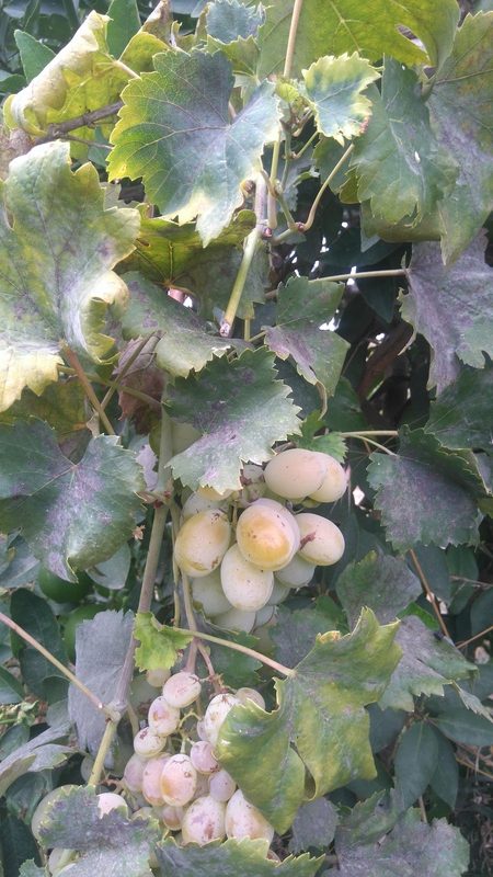 grapes, uvas, Donna Maria Branca variety, Belmonte, Luz de Tavira, Algarve, Portugal
