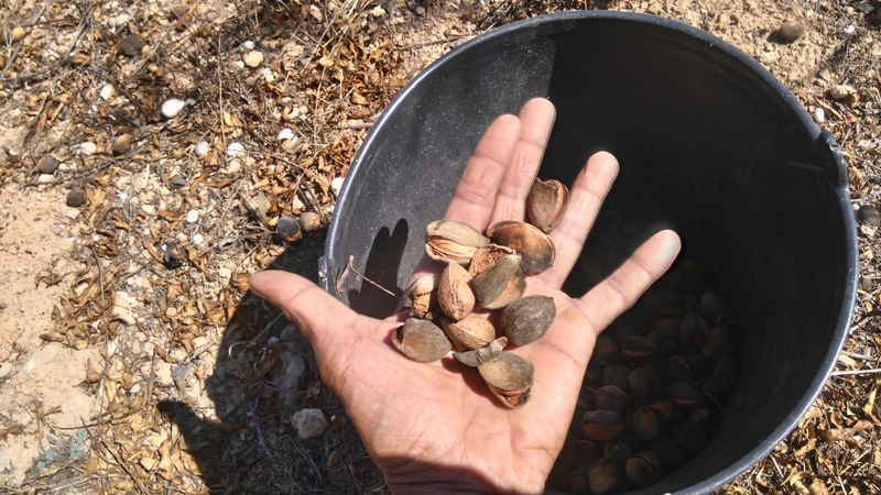 Almonds, AmẼndoas, Belmonte,Luz de Tavira, Algarve, Portugal, organically grown almonds