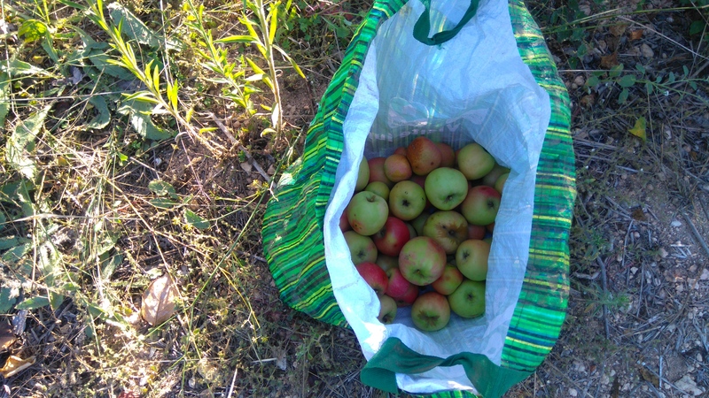 apples / maça ,  Belmonte, Luz de Tavira, Algarve, Portugal