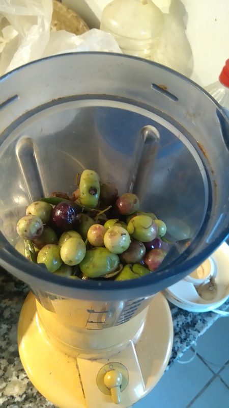 blended the olives, olives in a blender, home made oil oil, Belmonte, Luz de Tavira, Algarve, Portugal