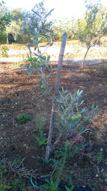 small olive tree / oliveira pequena , oliveiras para vender, olive trees for sale, Belmonte, Luz de Tavira, Algarve, Portugal