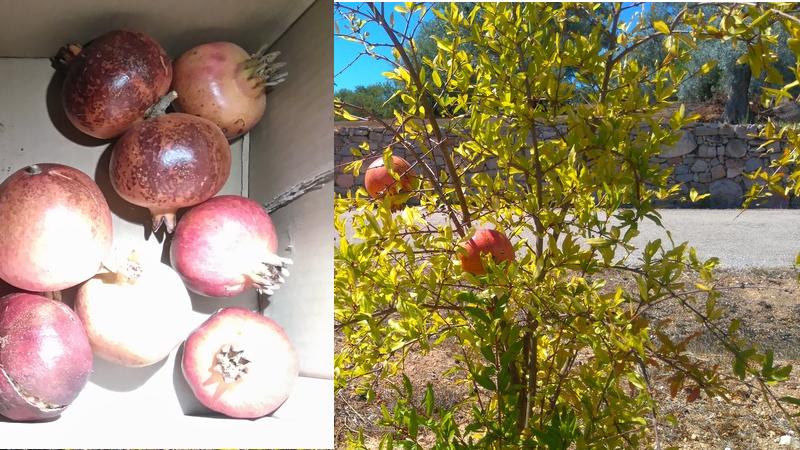 Pomegranates / Romas fruit, drought resistant, Belmonte, Luz de Tavira, Algarve, Portugal