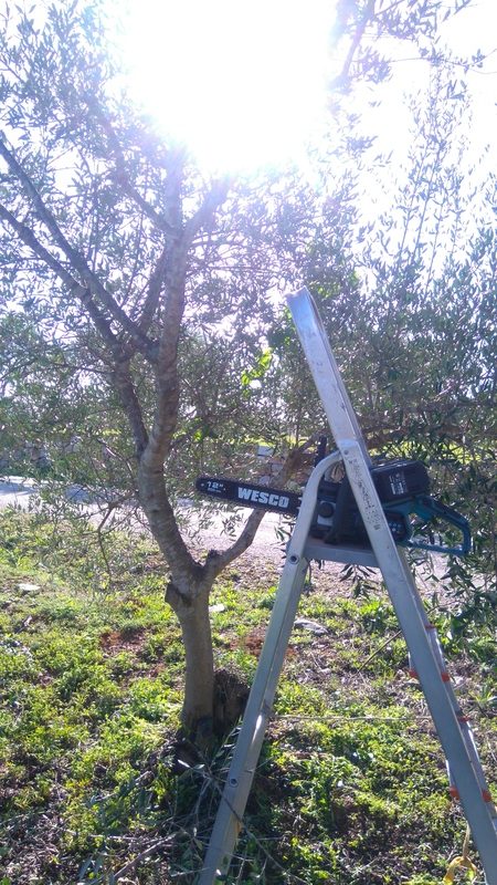 pruning olives, Wesco 8393 battery powered chainsaw, Belmonte, Luz de Tavira, Algarve , Portugal