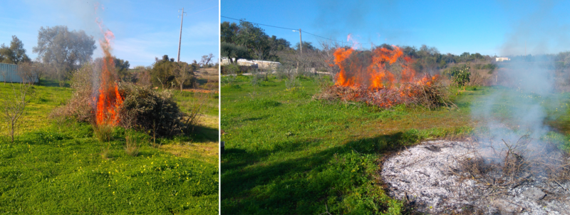 Burning piles of cut branches, Belmonte, Luz de Tavira, Algarve, Portugal
