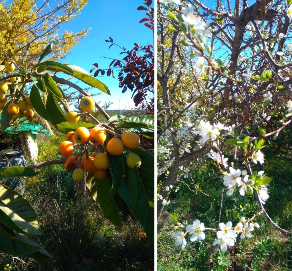 nespira/louquat e flores da ameixa preta árvore Belmonte, Luz de Tavira, Algarve, Portugal
