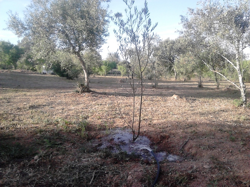 O tempo a terra é mais seca, manual irrigarion of young olives, Belmonte, Luz de Tavira, Algarve, Portugal