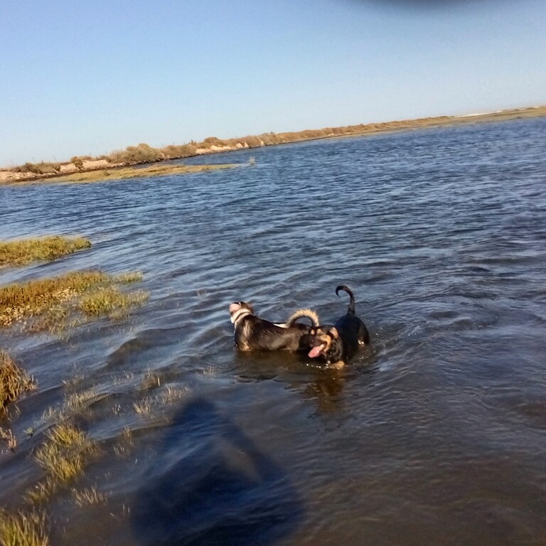 Dogs in Ria Formosa, Belmonte, Luz de Tavira, Algarve, Portugal good for kayaks