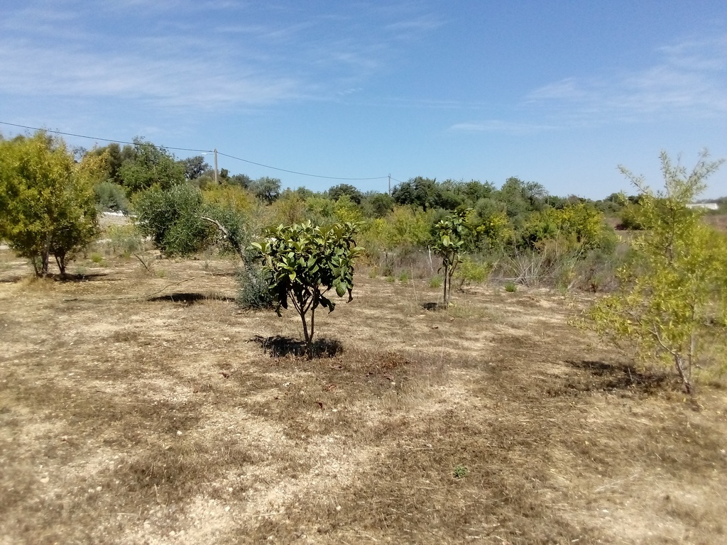 nespiras / loquat trees ,  Belmonte, Luz de Tavira, Algarve , Portugal