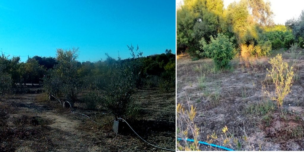 young olive trees /oliveiras jovems, Belmonte, Luz de Tavira, Algarve , Portugal