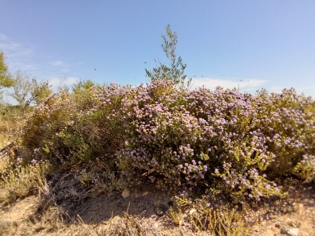 Wild thyme / tamilo, honey bees,  Belmonte, Luz de Tavira, Algarve , Portugal