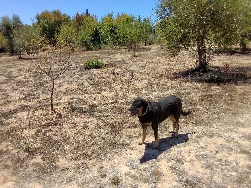hot dog, terra seca, Belmonte, Luz de Tavira, Algarve, POrtugal