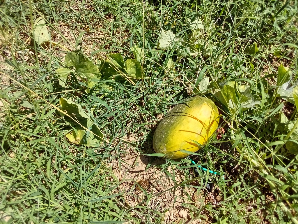 melon, melão, Belmonte, Luz de Tavira, Algarve, Portugal 