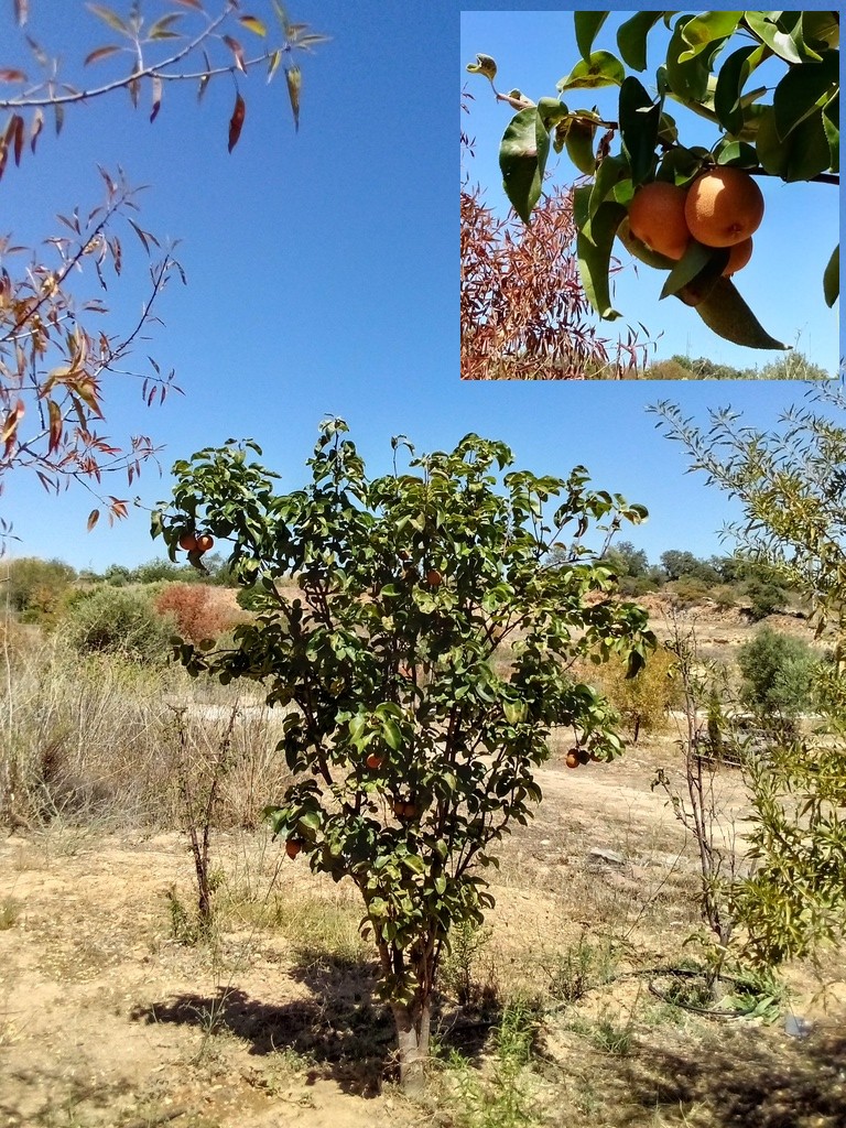Nashi pera / Nash Pear, Belmonte, Luz de Tavira, Algarve, Portugal 