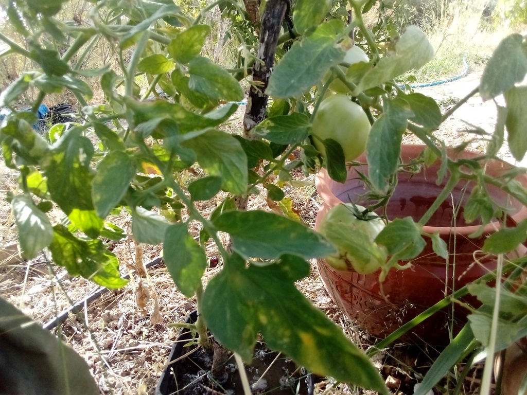 potted tomato, tomateira em vaso, Belmonte, Luz de Tavira, Algarve, Portugal 