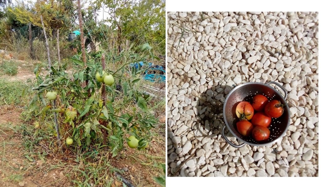 Sun ripened tomatoes, Belmonte, Luz de Tavira,Algarve, Portugal