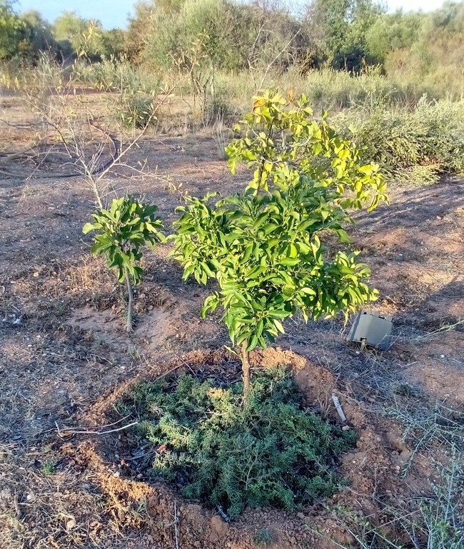 orange tree / laranjeira, Belmonte, Luz de Tavira,Algarve, Portugal
