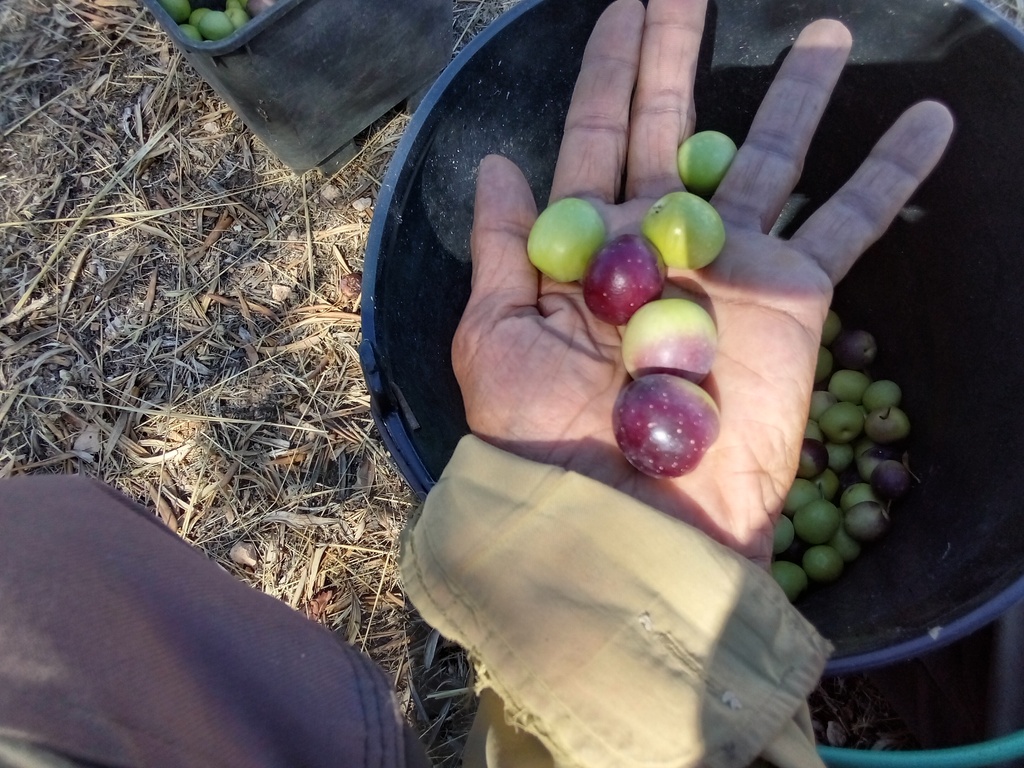 Quality olives / alta qualidade azeitonas , Belmonte, 
Luz de Tavira
Algarve, Portugal