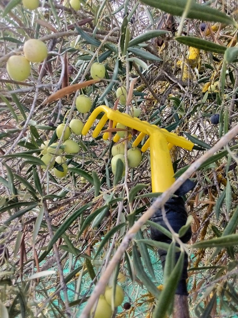 harvesting olives by hand / apanhei azeitonas com mão, Belmonte, 
Luz de Tavira
Algarve, Portugal