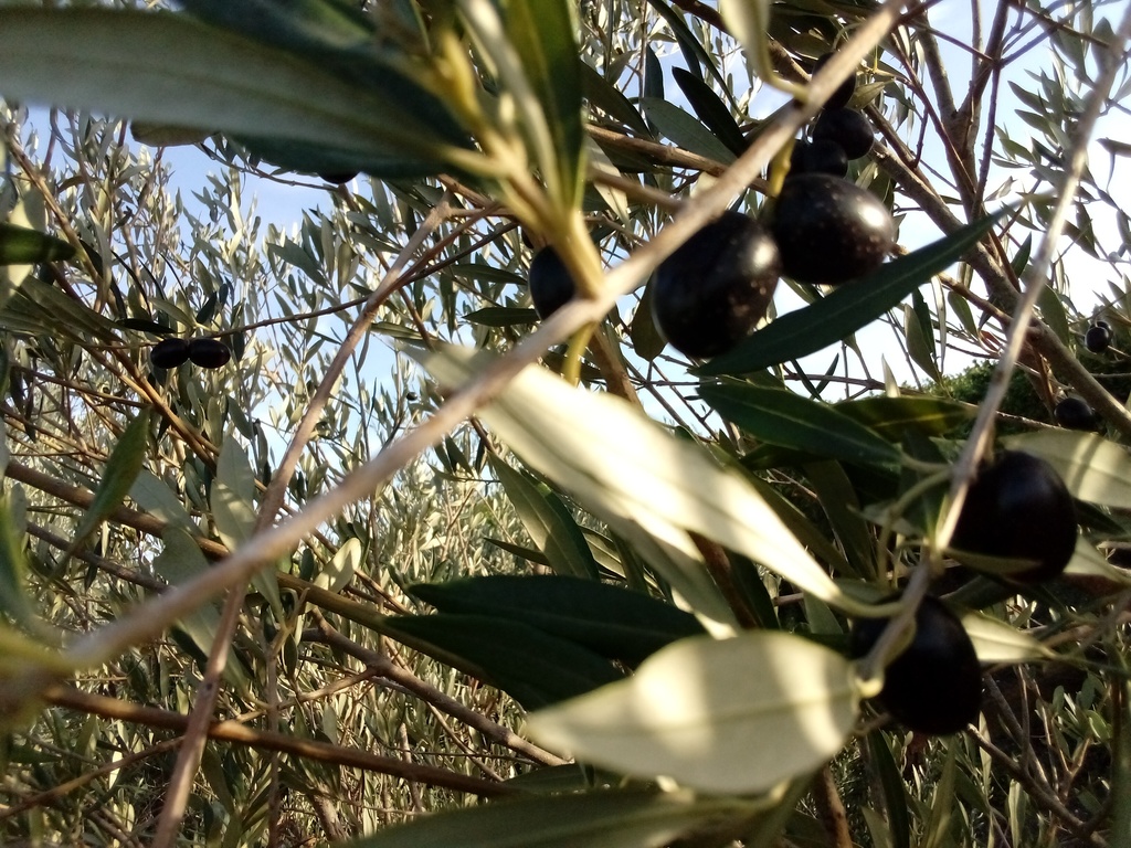 Self seeded variety of olive, Belmonte, Luz de Tavira
, Algarve, Portugal