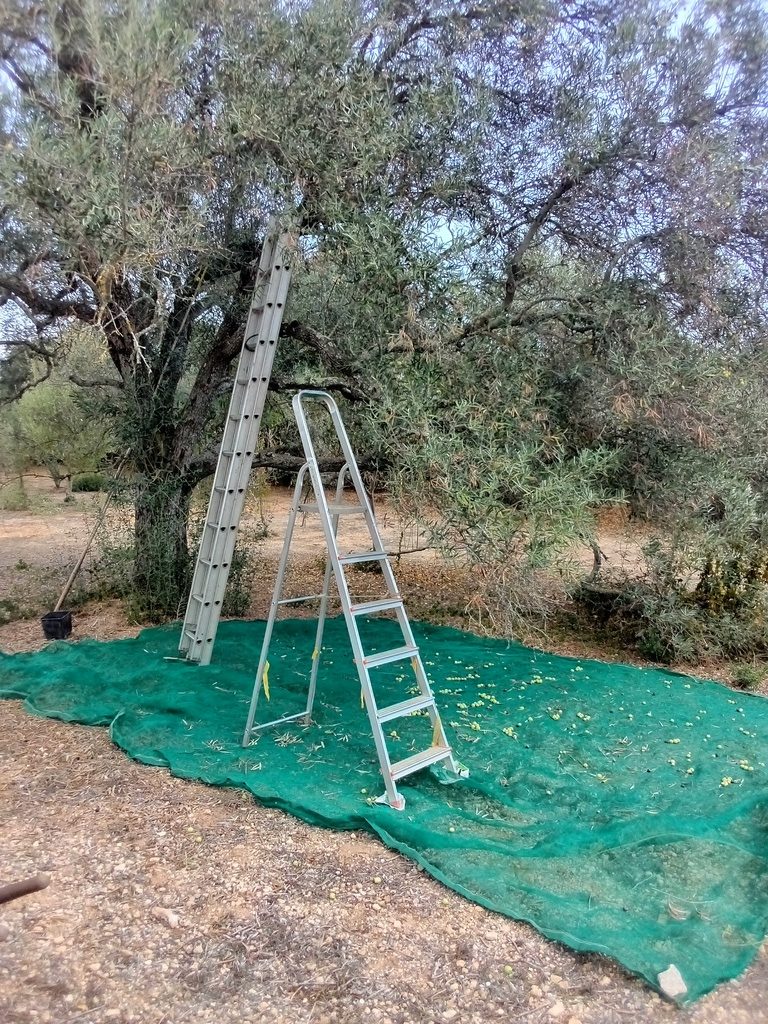 large olive tree /oliveira mais grande, Belmonte, 
Luz de Tavira
Algarve, Portugal