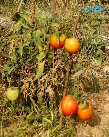 última tomates 2023, Belmonte, Luz de Tavira, Algarve, Portugal