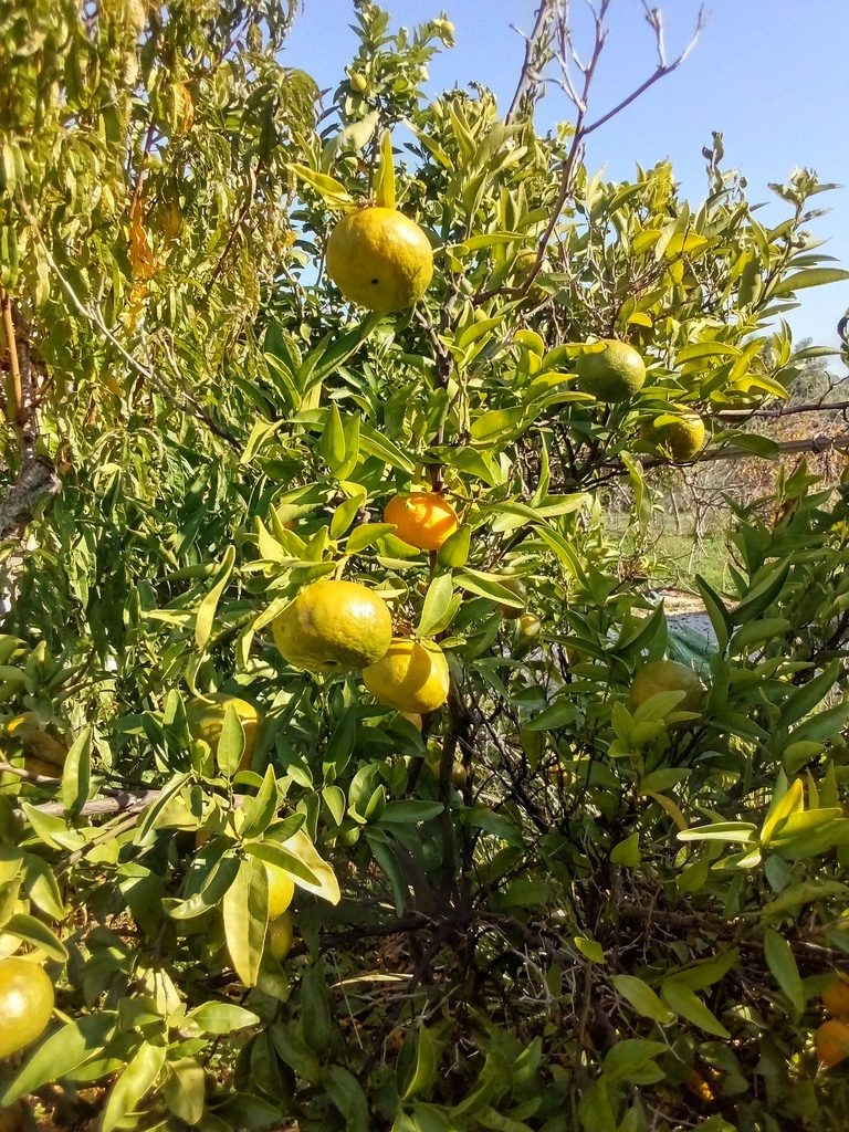  tangerines /tangerina , Belmonte, Luz de Tavira, Algarve, Portugal
