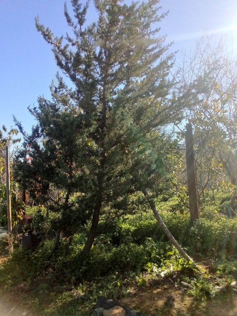 Propped up Cypress tree / cipreste com suporte, Belmonte, Luz de Tavira, Algarve, Portugal