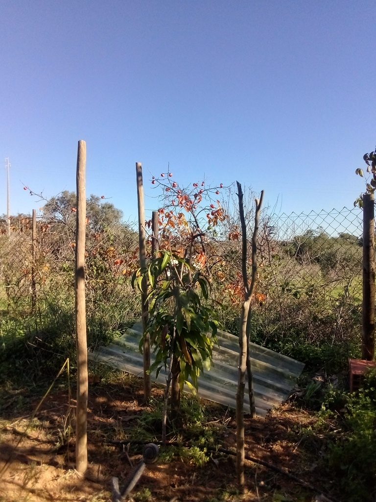 mango tree protected from frost,  Belmonte, Luz de Tavira, Algarve, Portugal
