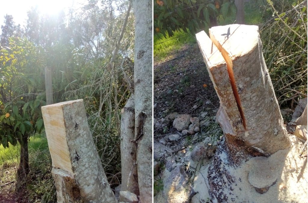 Making a samll cutting board / Fazendo uma tábua de cortar, Belmonte, Luz de Tavira, Algarve, Portugal