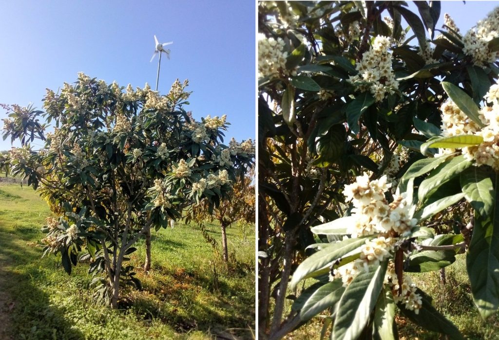 louquat tree and wind turbine / turbina eólica e nespira em flor,  Belmonte, Luz de Tavira, Algarve, Portugal

