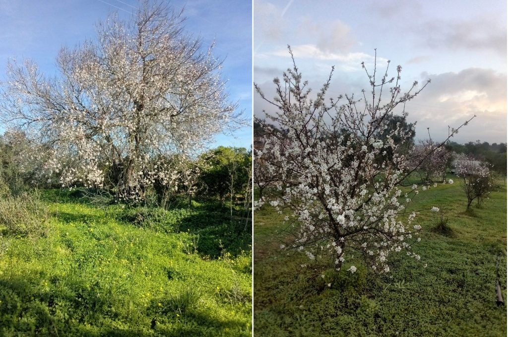 almonds in bloom / amendoiera em flor , Belmonte, Luz de Tavira, Algarve, Portugal